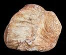 Osmunda Petrified Wood End Slice With Heart #3402-2